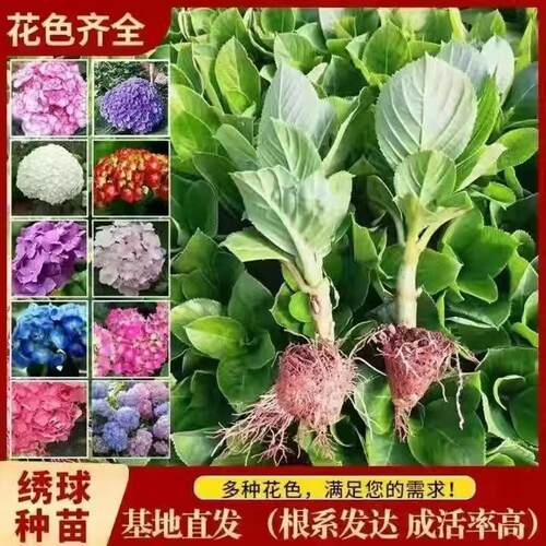 绣球花苗盆栽重瓣原土发货
