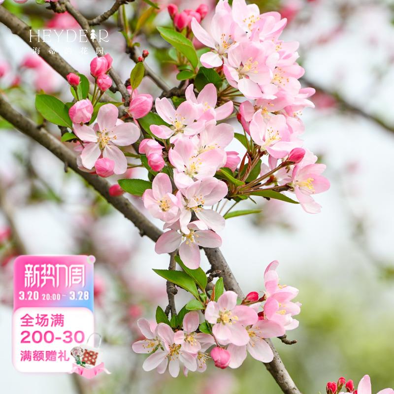 海蒂的花园垂丝海棠好养木本花卉庭院风景树地栽盆栽盆景植物树苗