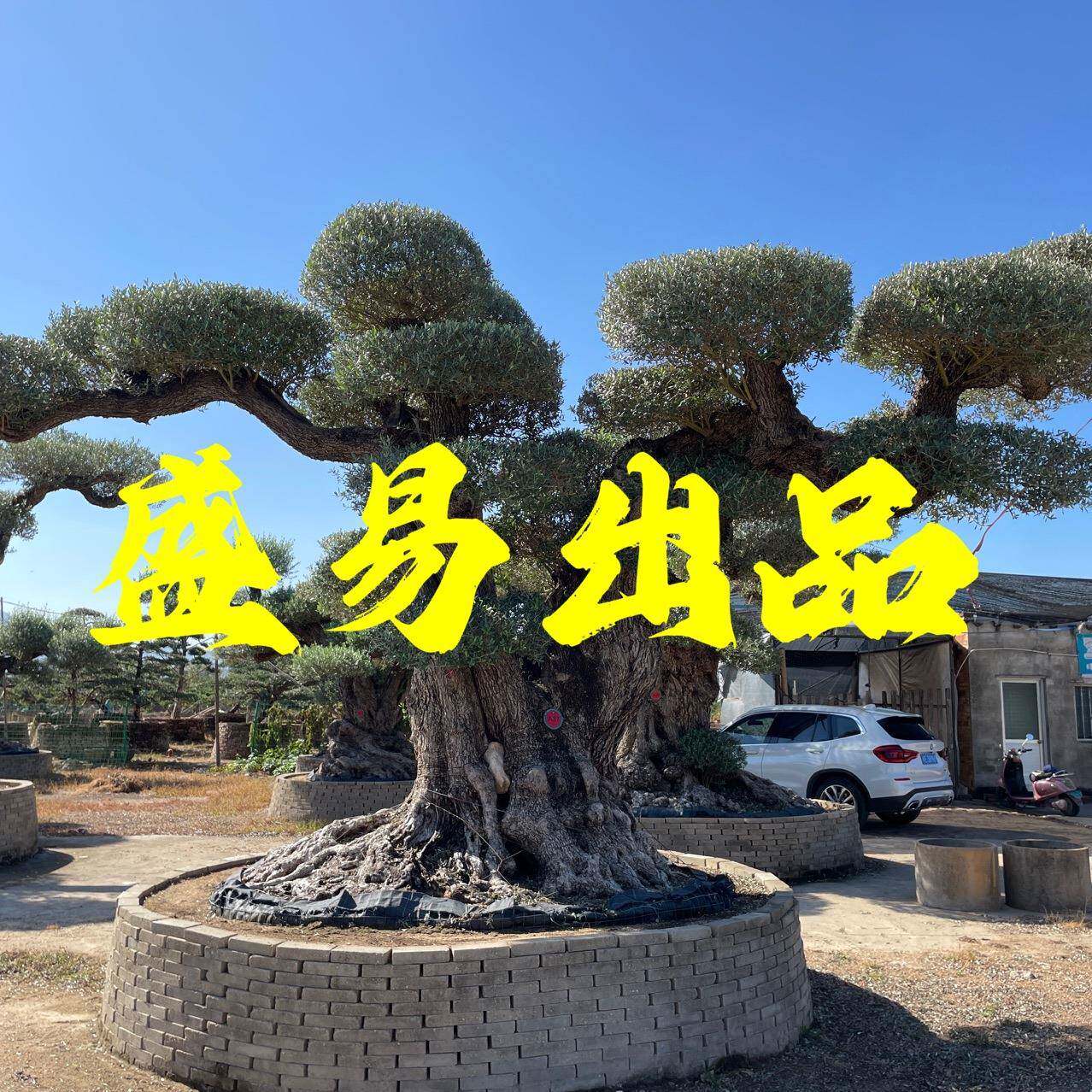 欧洲油橄榄西班牙油橄榄价格庭院油橄榄供应全冠油橄榄