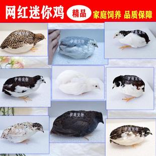 网红鸡活苗下蛋繁殖活物家养宠物德系纯白色观赏鹌鹑鸟活体迷你鸡