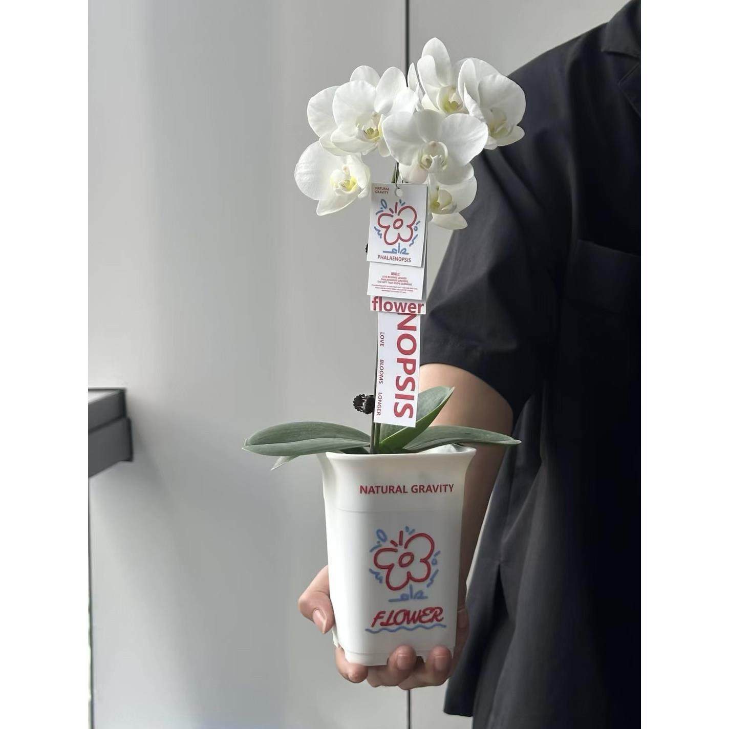 自然引力-蝴蝶兰盆栽带花苞绿植年宵花好养耐活花期长桌面摆件