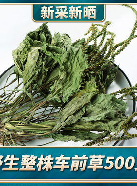 车前草野生新鲜整颗车前草茶干货泡水喝袋泡茶中药材500g克土茯苓