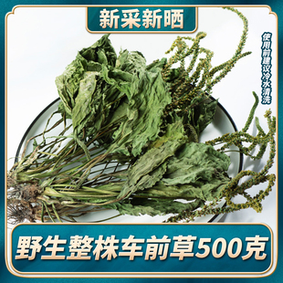 车前草野生新鲜整颗车前草茶干货泡水喝袋泡茶中药材500g克土茯苓
