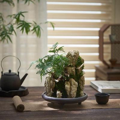 吸水石假山微景观盆景竹子盆栽室内好养水培绿植桌面造型蕨类植物