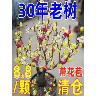 30年老桩 浓香型腊梅带花苞发货梅花盆栽室外绿植耐寒花卉大全