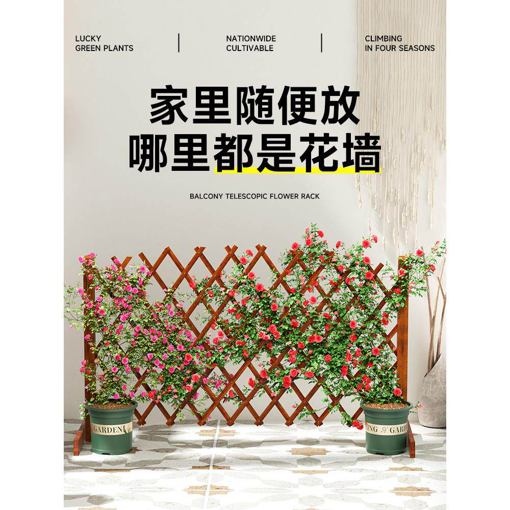 花爬架伸缩藤支架支杆shineizh栅栏室内种植箱箱爬藤撑花架园艺围