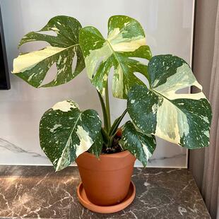 白锦厅龟背芋/白龟 洒金龟背客桌竹锦化热植 室内面盆栽ARY网红植