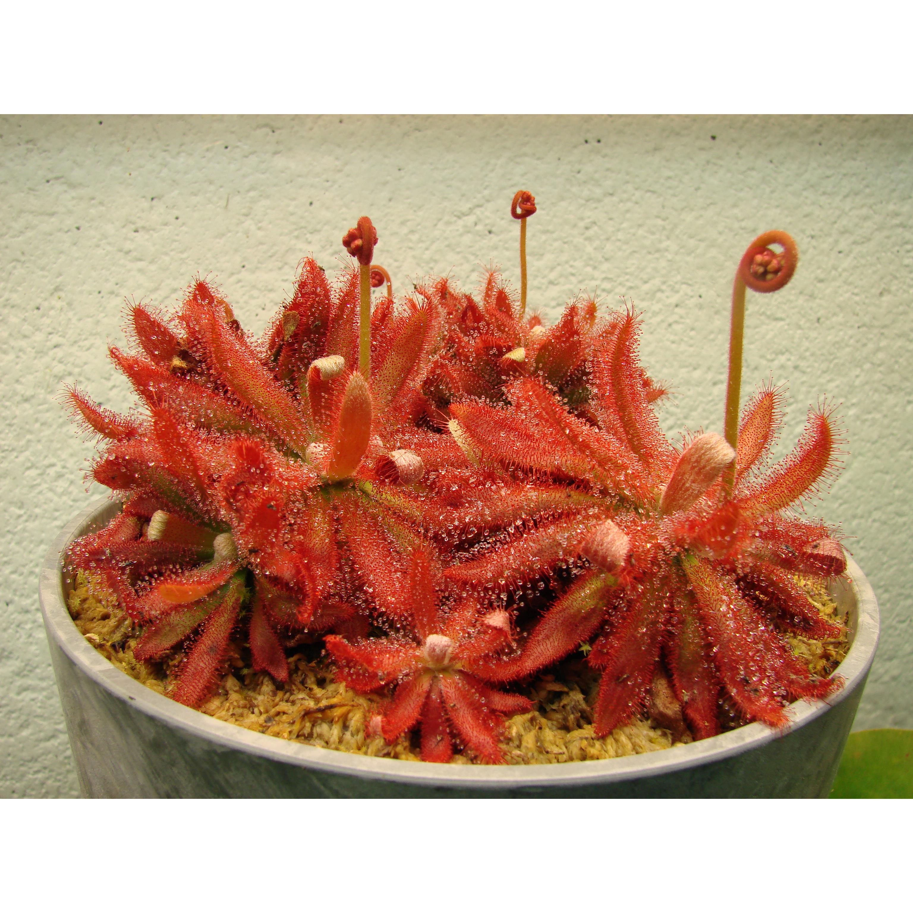 格拉莫哥香花茅膏菜高端稀有品种食虫植物驱蚊造草景雨林缸水陆缸