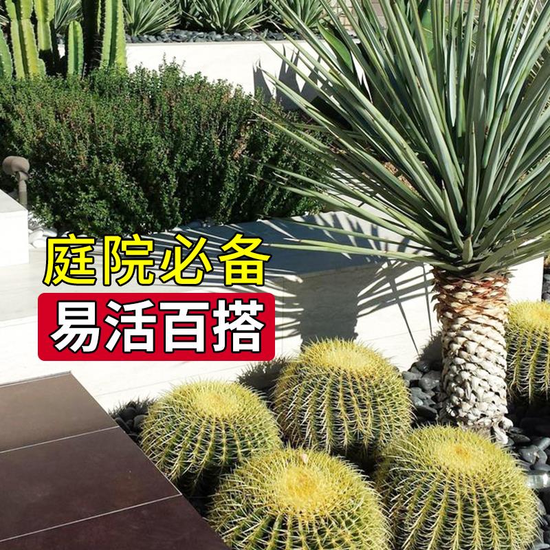 金虎仙人球仙人掌金琥办公室盆栽大号金冠植物超大颗好养绿植多肉