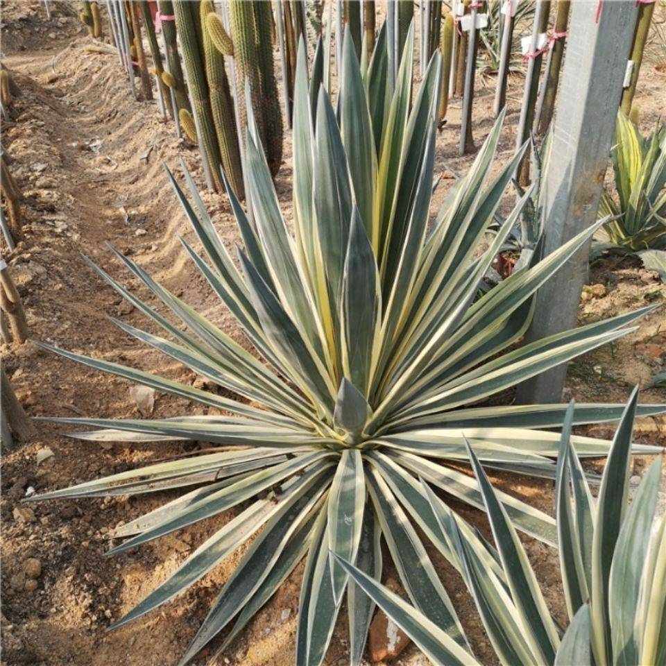 银边黄覆轮龙舌兰变异品种盆栽景观沙漠植物庭院萨维娜植物盆栽