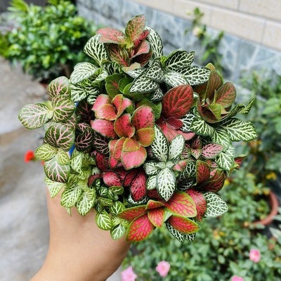 网纹草迷你盆栽微景观叶植物雨林水陆缸生态缸鱼缸造景小绿植配材