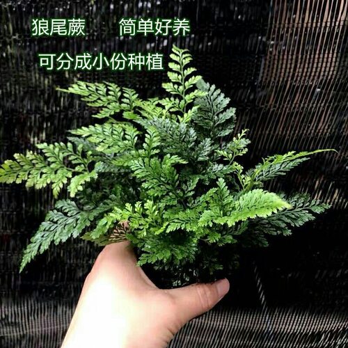 养不死狼尾蕨老桩盆栽水族鱼缸印度冬青蕨水培室内雨林缸造景装饰