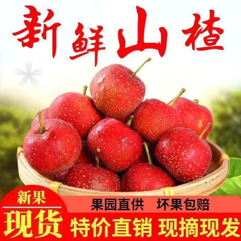 现货山楂鲜果精品大整粒新干水果新鲜酸渣果三渣鲜山渣山揸三楂山