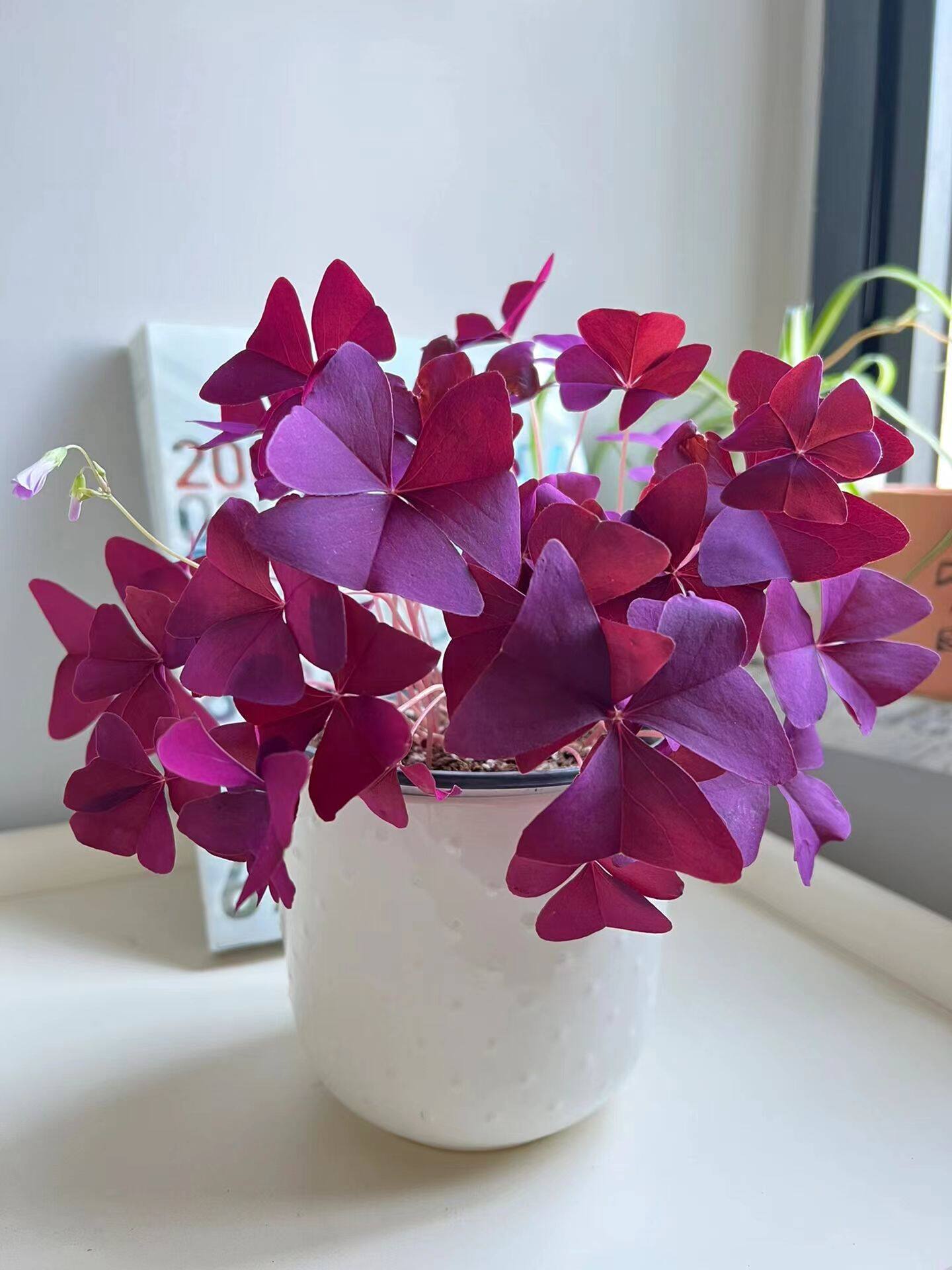 紫叶酢浆草多年生幸运三叶种球种子根室内外四季易活开花不断观花