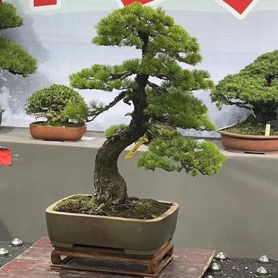 迎客松盆景真树罗汉松盆s景老桩地柏盆景真松树盆景松柏盆景五针