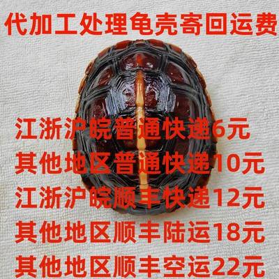 运费快递费代加工处理龟壳寄回运费快递费乌龟壳清理保养方法运费