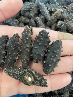 【长海獐子岛纯野生海参】深海纯淡干海参泡发约15倍150-180头/斤