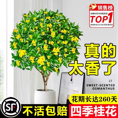 速发桂花四季桂栽盆可食用花卉开花不绿室内台庭院浓香型大断植