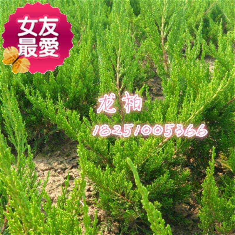 现货速发龙柏苗桧柏苗蜀桧苗侧j柏苗扁柏苗洒金柏苗铺地柏苗沙地