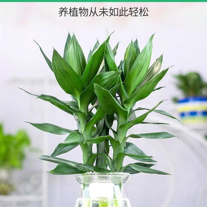 现货速发富贵竹营养液水培植物生根的节节高水培水竹肥料观音竹肥