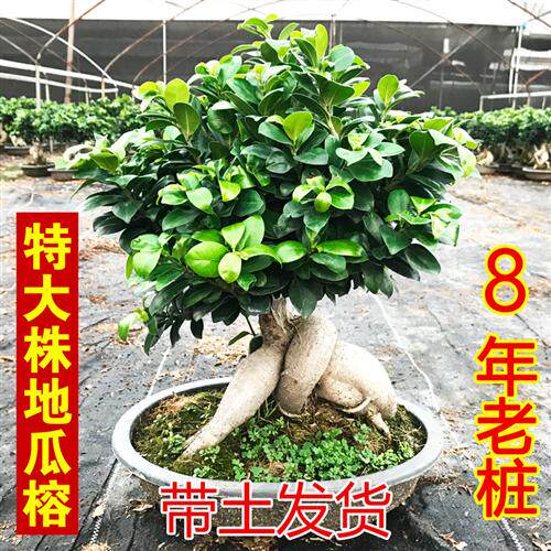 现货速发榕树盆栽老桩 地瓜榕树盆景 造型大型苗木室内外庭院小叶