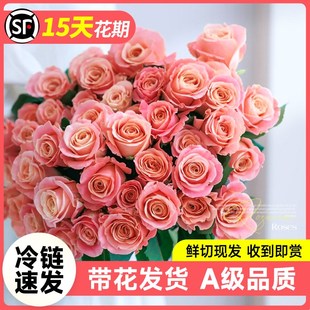 速发猪小花玫瑰发南基地直云花期超长鲜切姐真花家庭家用水培插花