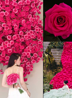 速发玫瑰爱 背景红心情人节日板色花墙拍照道具店铺打卡装饰活动
