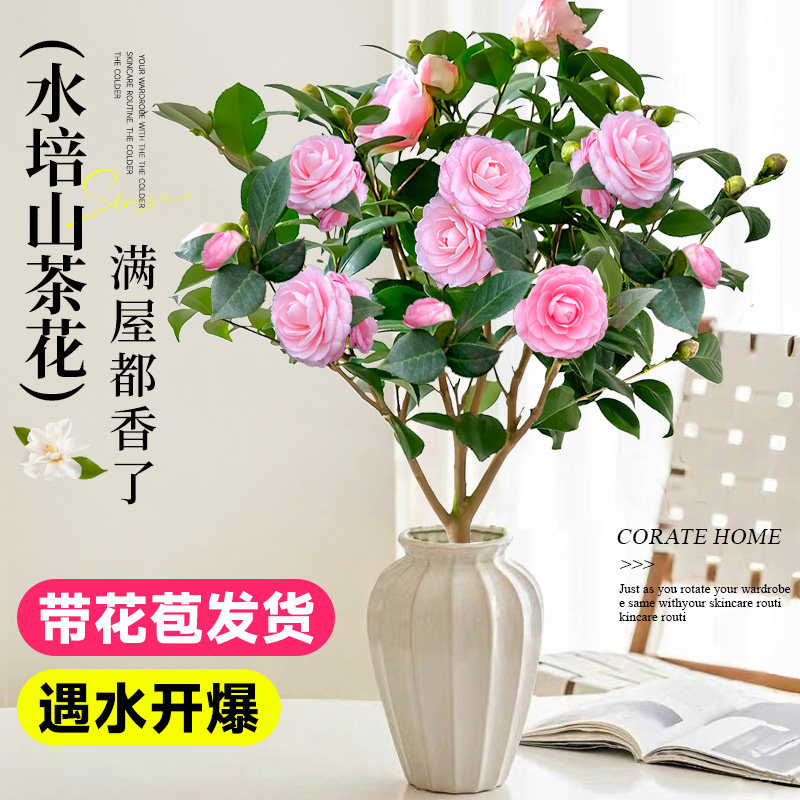 速发水培植物香妃山盆栽苞花带绿植室内桌面卉养人水懒四季开