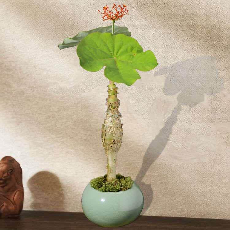 佛肚海棠盆栽老桩多肉植物办公室内绿植桌面花好养花卉小树苗盆景