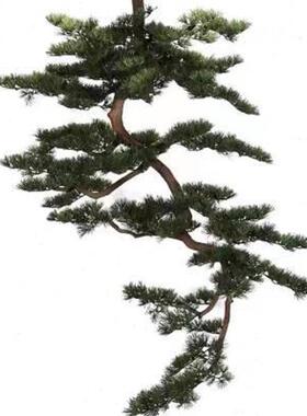 型悬挂树仿VFP真迎客大松壁挂倒挂松枝室内窗茶室玄橱关酒店造景