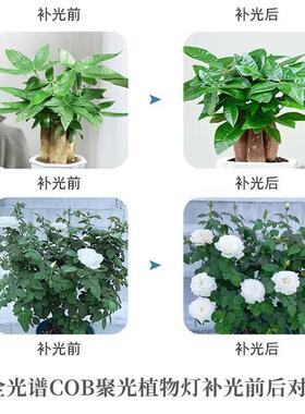月季补光灯内花卉L照ED仿太阳光谱家用光合作用室全光植thj#fg$*