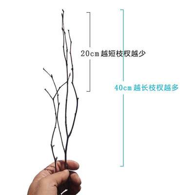 小树枝干枝枯枝手工DIY森系创意果树造景树枝原木小树杈天然