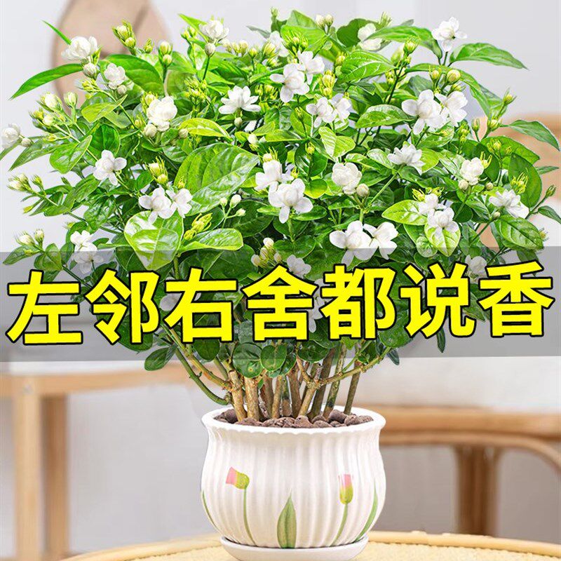 速发茉卉花苗花栽带花苞水培栀子盆莉绿植物室内四季开花九里香老