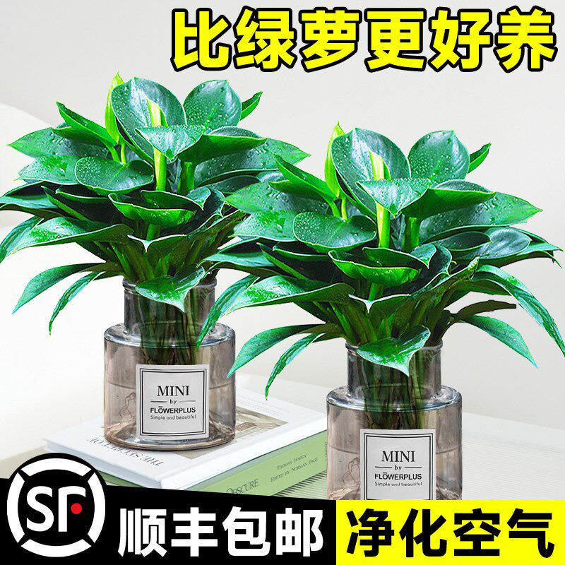 速发金钻盆栽水培植物室内耐绿绿植桌面净化空主绿公气好养阴萝吸