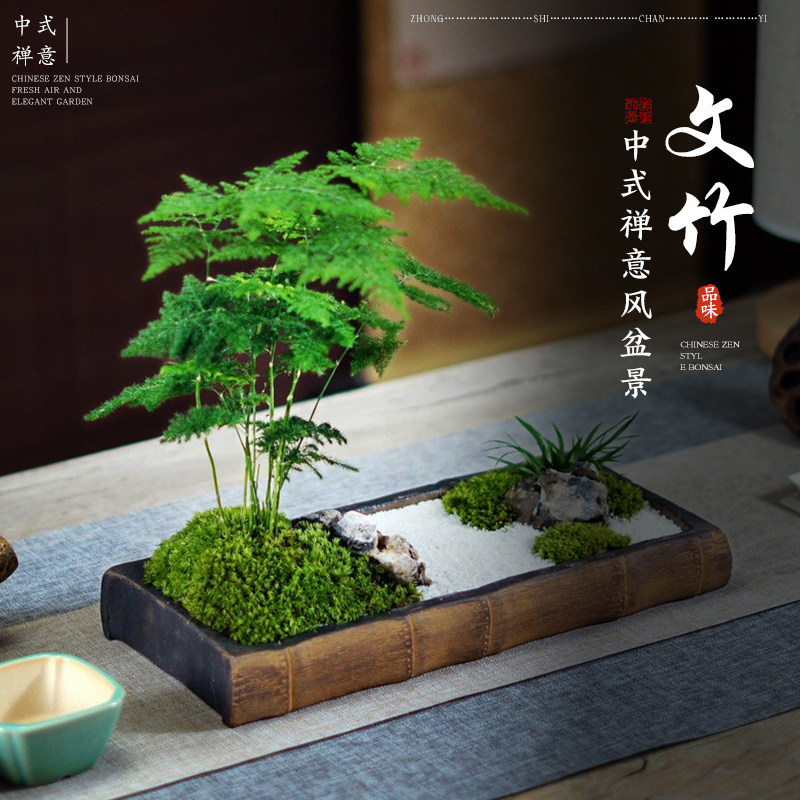速发文竹盆栽造物室内客老盆景厅桩植景绿植桌面办公室摆件四季好
