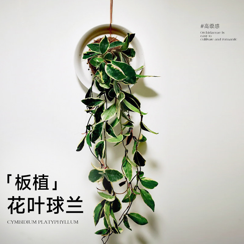 速发球兰带花大苗板绿花叶常兰盆栽三叶心叶四季球青挂墙植植垂吊