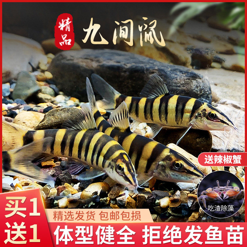 速发九间鼠壮体沙鳅藻水清道夫原生鱼观赏鱼除冷吃粪鱼缸底清洁工