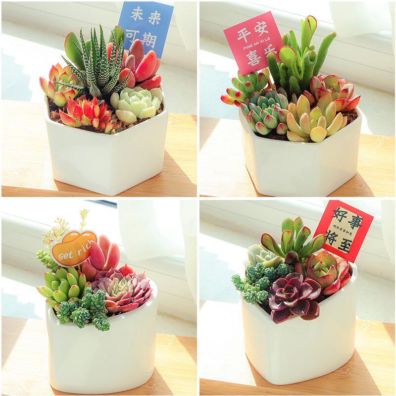 速发多肉植物组合小多栽室内颗好养精品绿植盆餐带盆老桩套头名贵