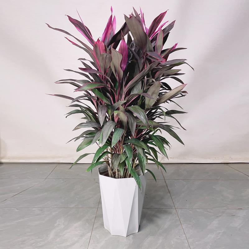 红叶朱蕉盆栽客厅除甲醛绿植大型室内好养活水培红叶铁植物