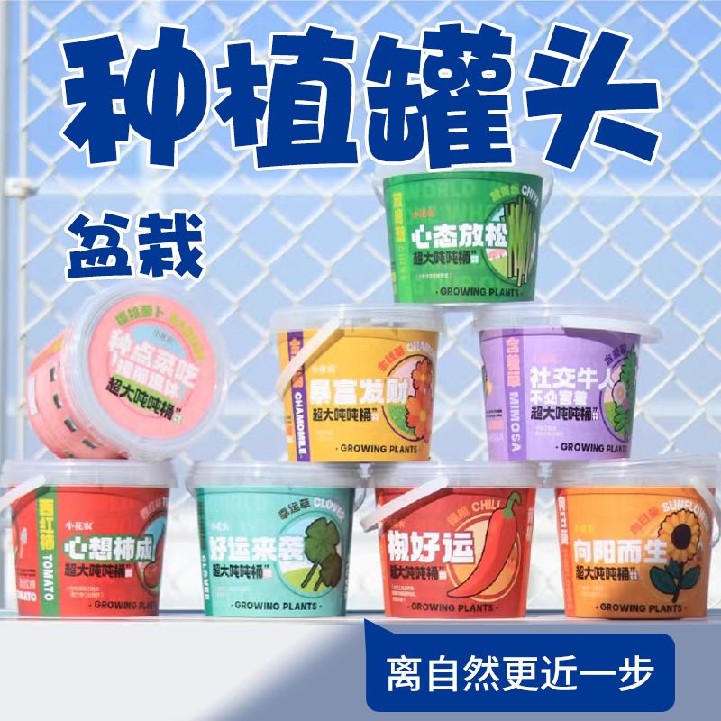 种植罐头室内向日葵幸运草西红柿小盆栽桌面超大吨吨桶儿童种植园