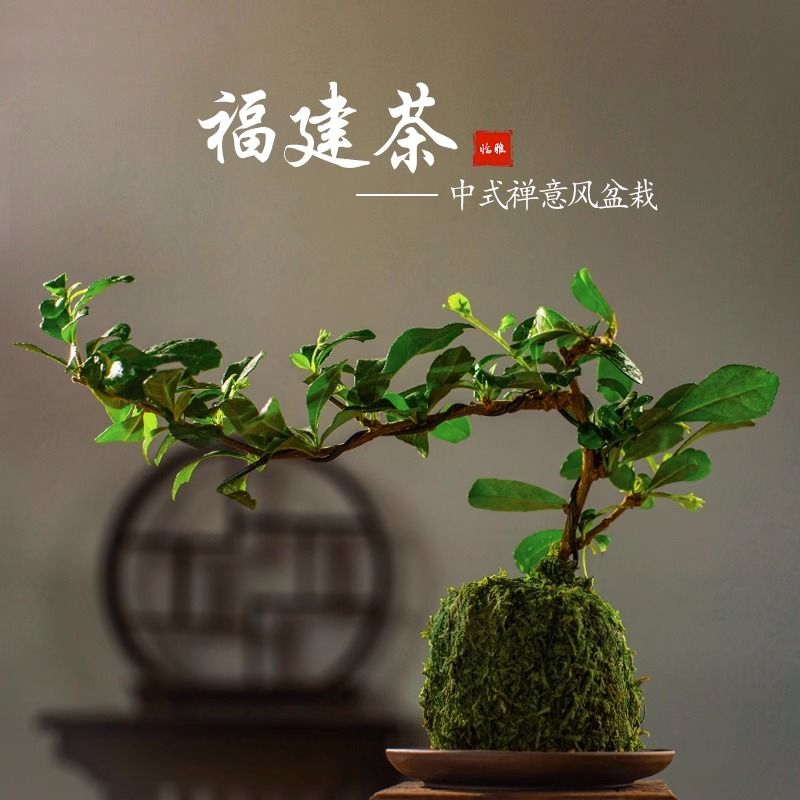 小叶福建茶盆栽苔藓球老桩植物室内桌面四季常青禅意盆景好养绿植