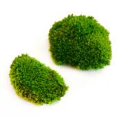 永生苔藓白发藓青苔大灰藓绿植墙干花背景墙植物墙苔藓墙moss