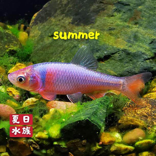 彩伦真小紫光精灵ebr虹精灵鲤北美原生鱼冷水鱼群游观赏鱼小型卢