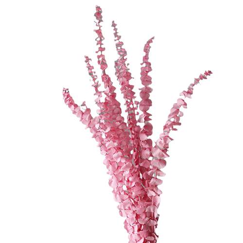 永生漂白圆叶尤加利干花花束铜钱桉厂家森系家居装饰摆件干花