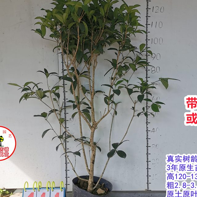 桂花苗正宗结子桂花四季开花味清新自然南方阳台庭院盆栽地栽树苗