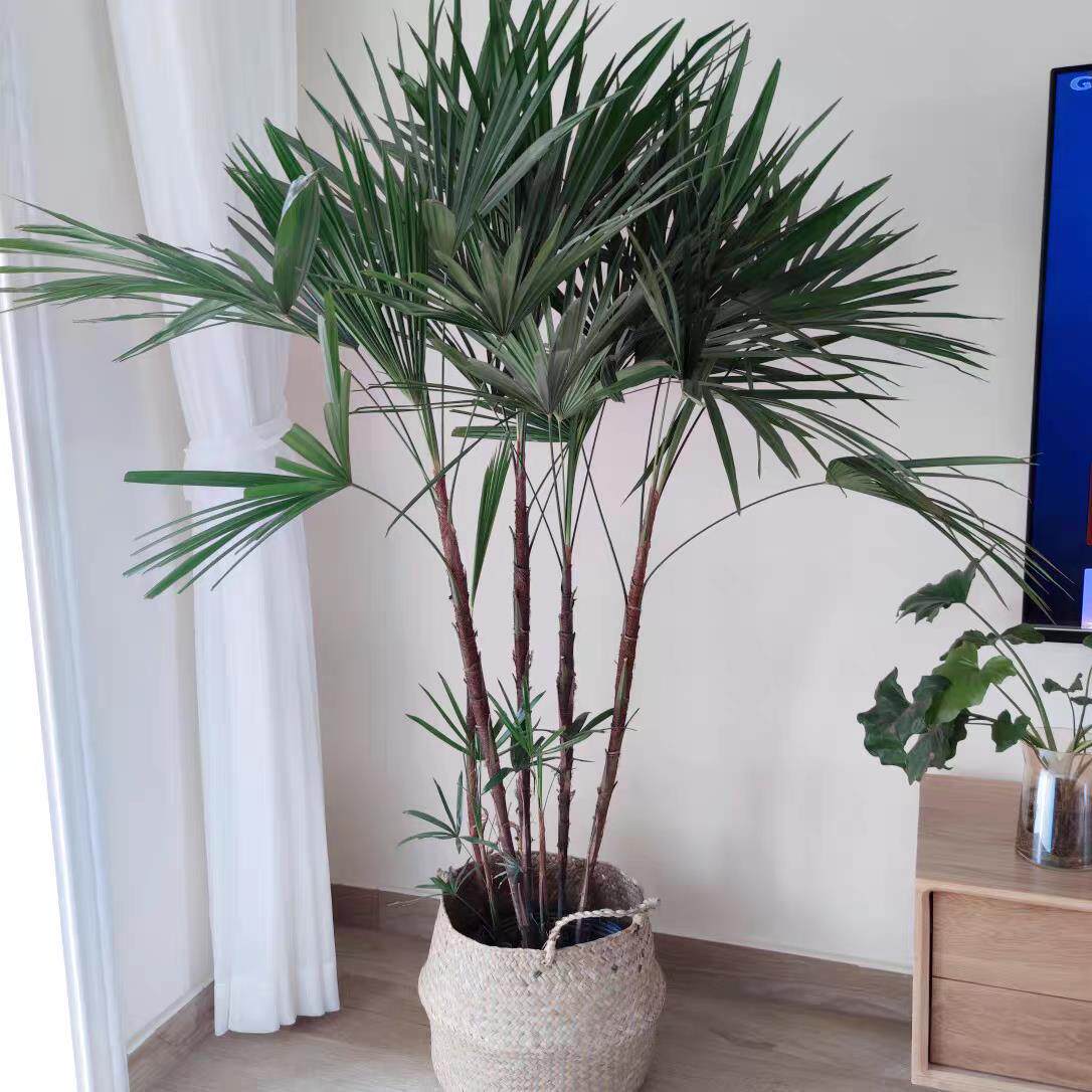 栽棕竹盆叶棕金山大棕植客厅办公物室fjh内外清新空气除甲醛绿植