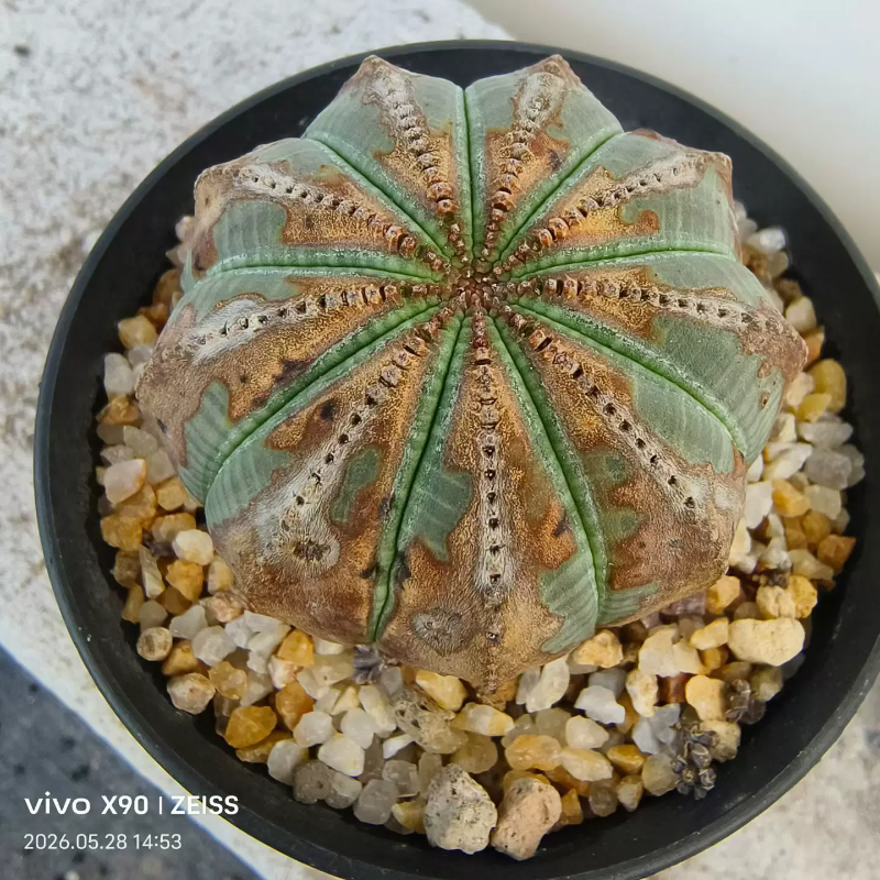 实生欧布布纹球大戟科输入品块根植物绿植一物一拍带盆发多肉5/29