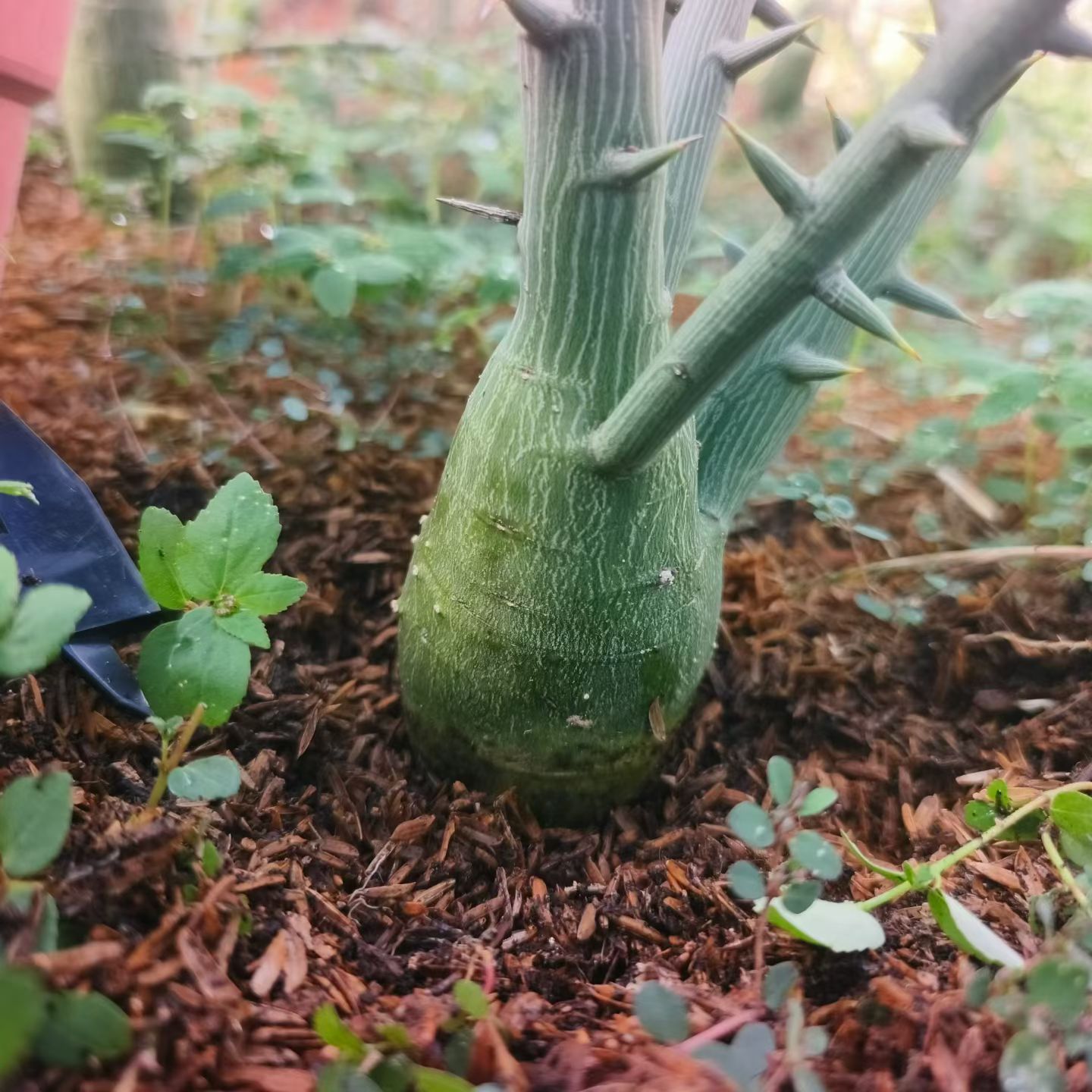 实生圆肚球腺蔓块根潮流懒人沙生一物一拍盆栽多肉7/17