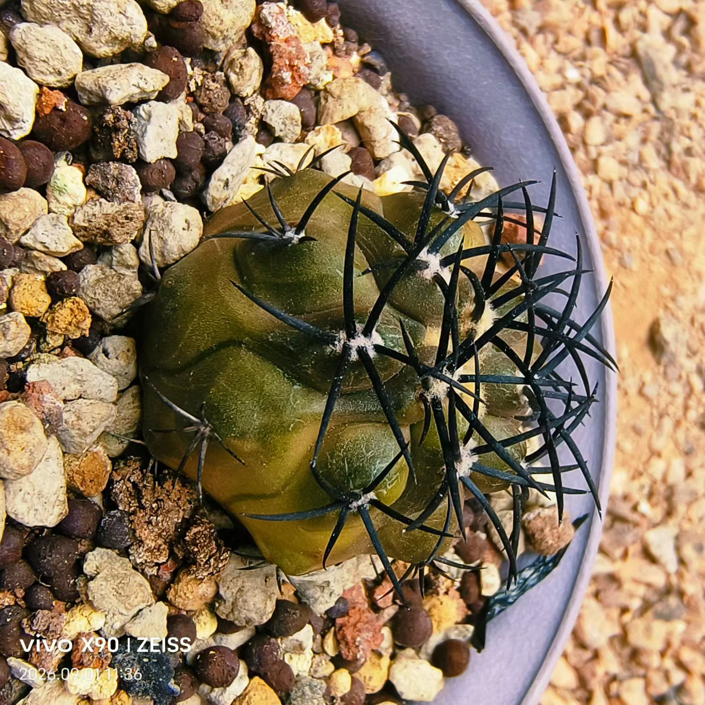 实生栗星玉，超粗刺龙爪球属仙人球厚粉植物潮流懒人多肉 一9/1