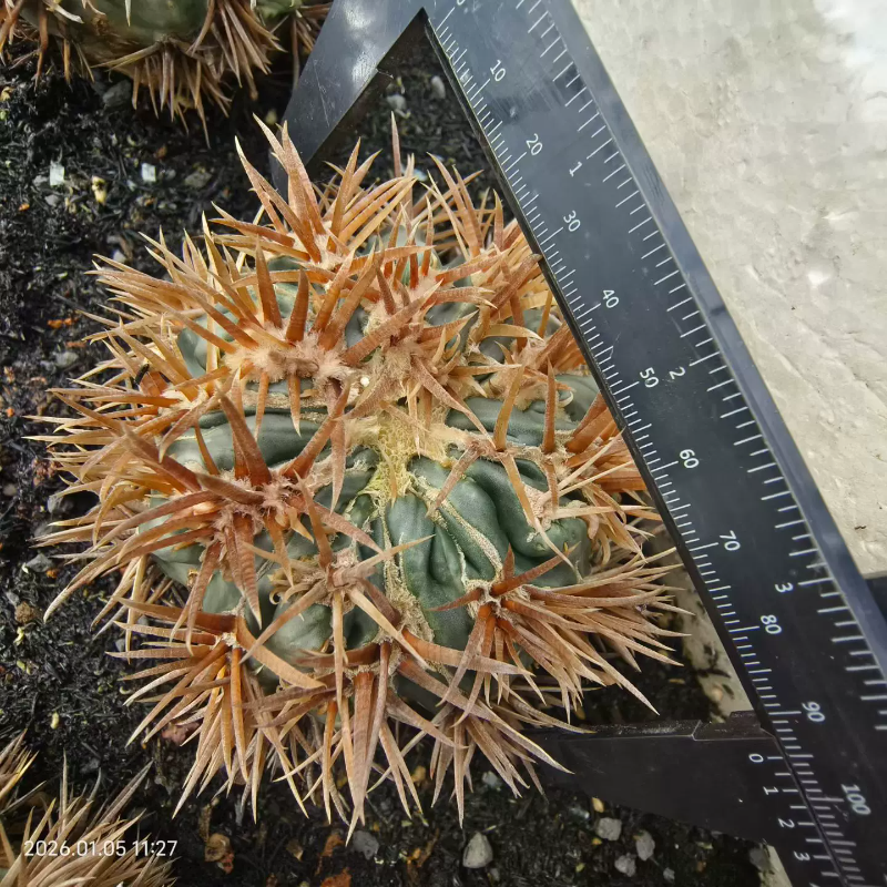 凌波刺缀自根株，已出根海胆稀有小众多肉室内盆栽一物一拍1/2